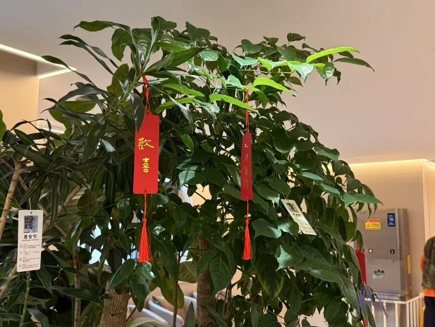 /uploads/image/2025/02/08/1100000728.jpeg 1100000728.jpeg